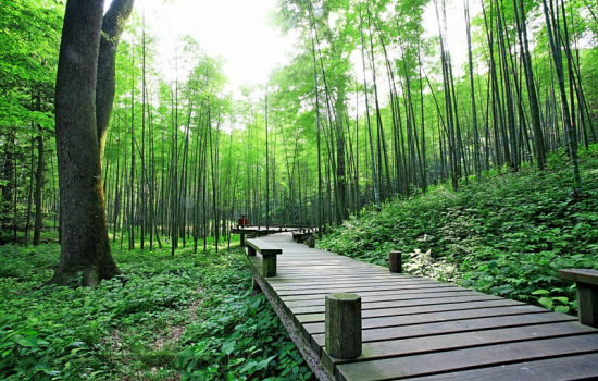 竹/塑復合材料的應用前景
